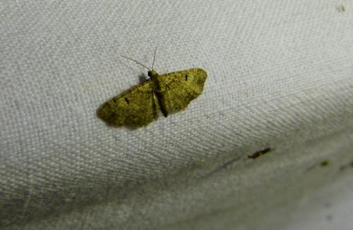 Réf. 288 612 : Eupithecia laquaearia